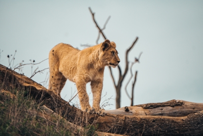Lionceau debout sur un tronc d’arbre