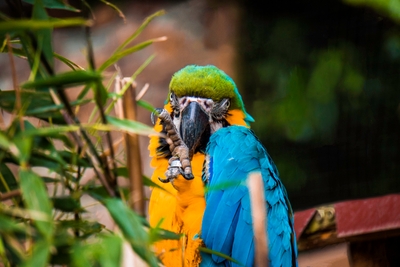 Ara bleu et jaune perché avec plumage bleu et jaune