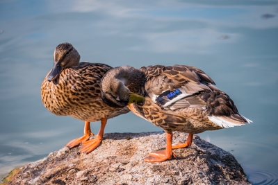 Deux canards colverts sur un rocher au bord de l’eau
