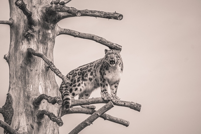Léopard perché sur des branches d arbre