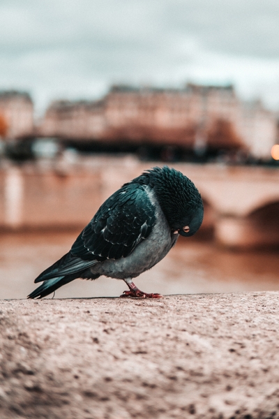 Pigeon biset posé sur un rebord en pierre