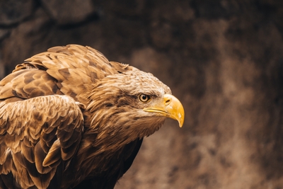 Aigle royal de profil avec plumage brun et nuque dorée