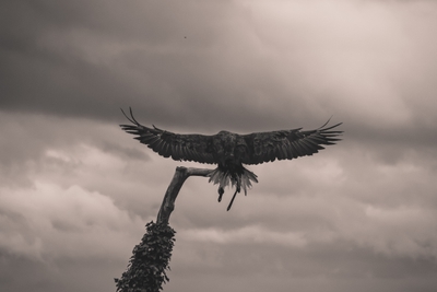 Rapace aux ailes déployées dans un ciel nuageux
