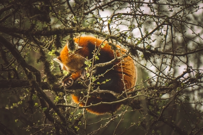 Panda roux dans les branches d’un arbre