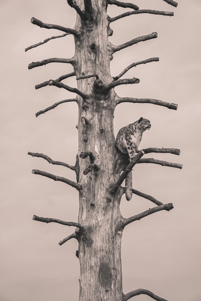 Léopard tacheté sur un tronc d’arbre nu