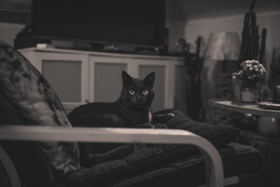 Chat domestique noir sur un canapé