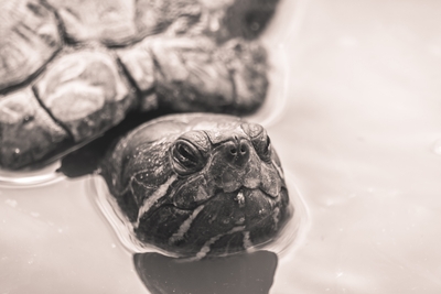Tortue aquatique à la surface de l’eau