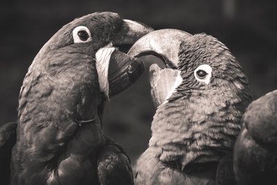 Deux aras à plumage sombre en gros plan