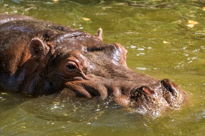 Hippopotame immergé dans l eau verdâtre