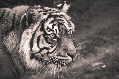 Tigre en gros plan
