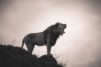 Lion mâle sur un promontoire rocheux
