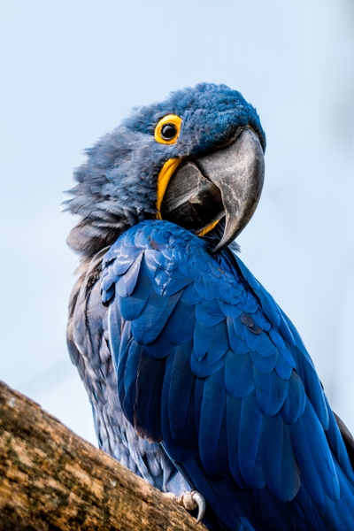 Ara hyacinthe bleu posé sur une branche