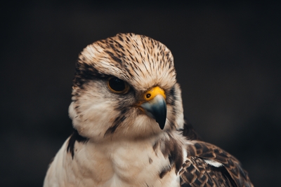 Gros plan d un faucon à tête claire et plumage brun