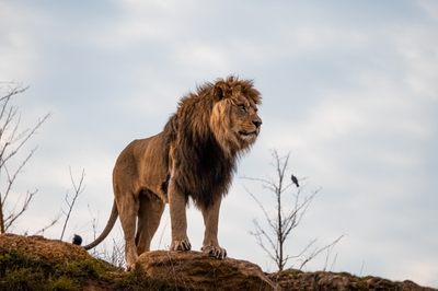 Lion mâle debout sur un promontoire rocheux