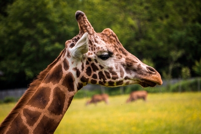 Girafe au premier plan dans une prairie verdoyante