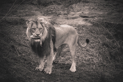 Lion en plein repas