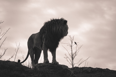Lion sur un rocher
