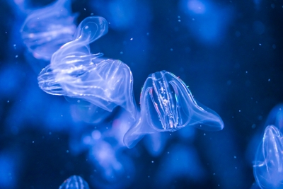 Cténophores translucides sur fond bleu
