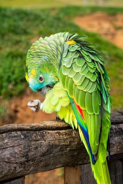 Perroquet amazone vert perché sur une branche en bois
