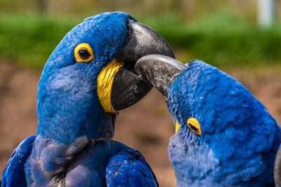 Deux aras hyacinthes bleus avec becs rapprochés
