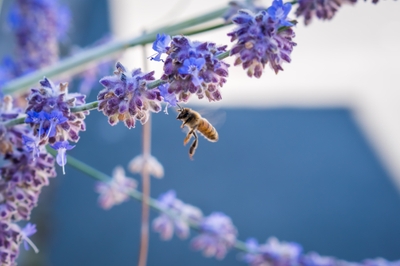 Abeille domestique sur fleurs violettes