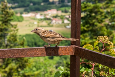 Moineau domestique posé sur une rambarde rouillée