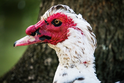Canard musqué domestique blanc en gros plan
