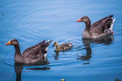 Deux oies cendrées et un jeune oiseau sur une eau bleue