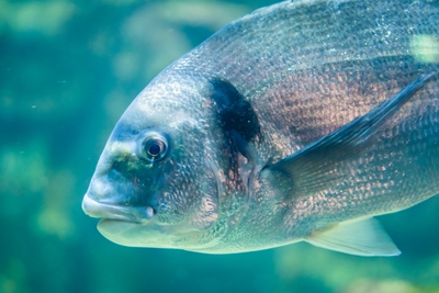 Poisson argenté en gros plan dans l eau