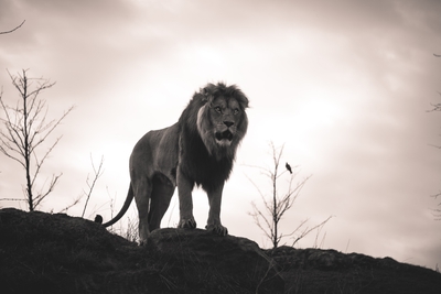 Lion sur un promontoire rocheux