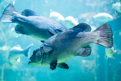 Deux mérous gris dans un aquarium bleu
