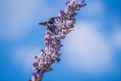 Abeille charbonnière sur une inflorescence violette sur fond de ciel bleu