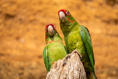 Deux perroquets verts posés sur une souche
