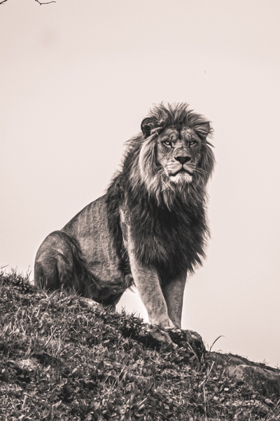 Lion mâle debout sur une butte herbeuse