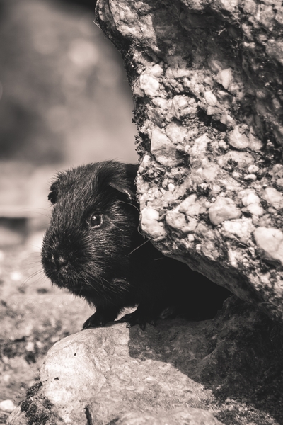 Cochon d’Inde noir partiellement caché sous un rocher