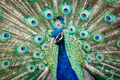 Paon bleu au plumage déployé