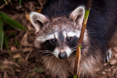 Raton laveur brun dans la végétation
