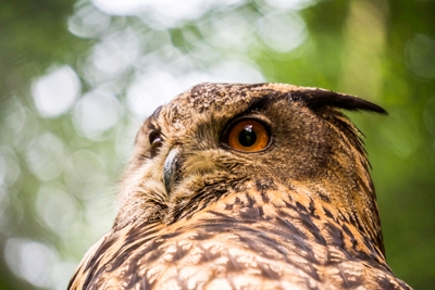Gros plan d un grand duc d Europe au plumage brun tacheté