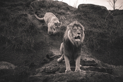 Deux lions dans un décor de pierres et de terre