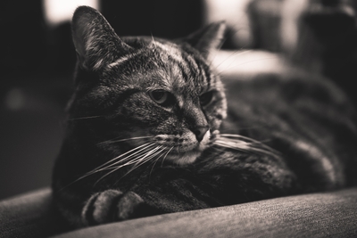 Chat domestique noir et blanc en gros plan
