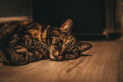Chat domestique tigré allongé sur un sol en bois