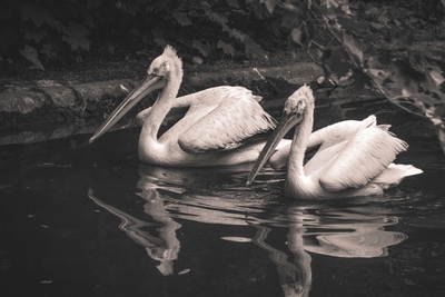 Deux pélicans blancs sur l’eau avec reflets