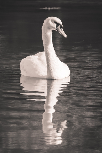 Cygne tuberculé blanc sur l’eau calme