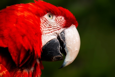 Gros plan sur un ara rouge au plumage rouge et au bec clair