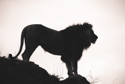 Lion mâle en silhouette sur un rocher