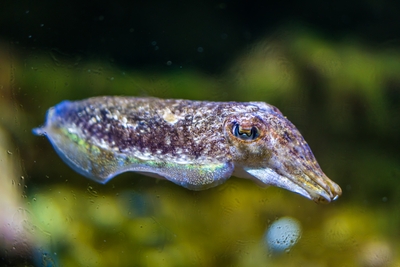 Seiche commune aux reflets irisés en profil